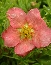 Pięciornik krzewiasty (Potentilla fruticosa) Lovely Pink